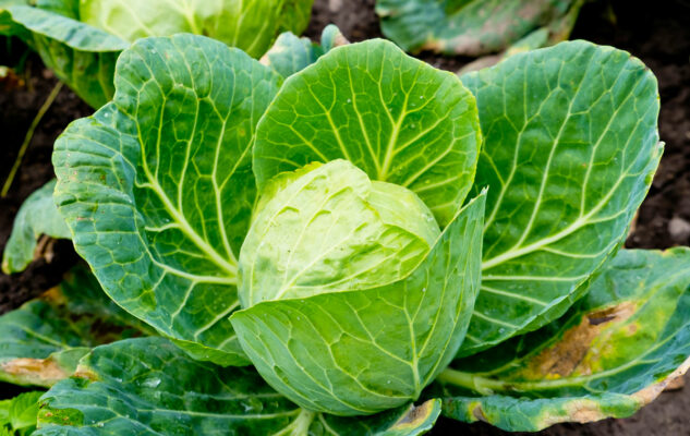 Cavoli Tuoi 2025 a Mondovì