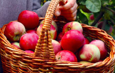 La Mela e Dintorni 2025 a Caprie: stand enogastronomici, prodotti locali e degustazioni