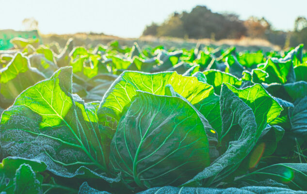 Sagra del Cavolo Liscio 2025 a Moriondo Torinese