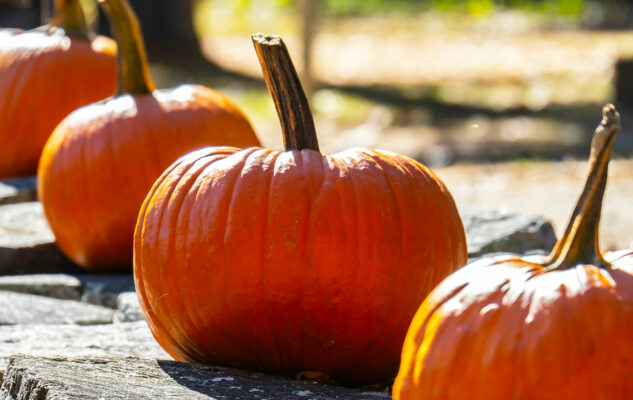 Sagra della Zucca 2025 a Sciolze