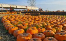 Villaggio della Zucca 2025 a Favria: fuori Torino la magia dell'autunno tra 60.000 zucche