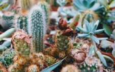 Il Mercato dei Fiori torna a Torino: appuntamento autunnale tra natura e sapori piemontesi