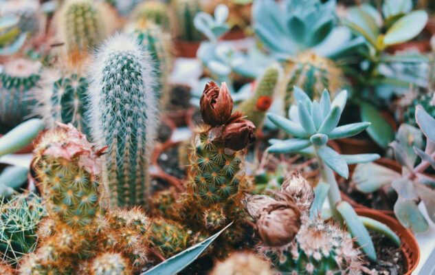 Botanical Groove a Torino 2025