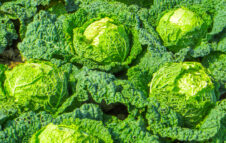 Sagra del Cavolo Verza 2025: a Montalto Dora si festeggia con bagna caôda e caponèt