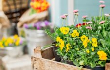 Follia in Fiore 2026: alla Certosa di Collegno torna l'evento tra piante, fiori ed eventi