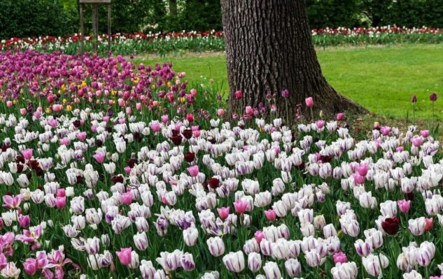 Messer Tulipano 2026 al Castello di Pralormo