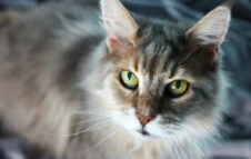 L'Esposizione Internazionale Felina 2026 arriva a Leinì con tanti gatti da tutto il mondo