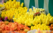 Fiorissimo al Castello 2026: tre giorni di fiori, arte e artigianato a Novara