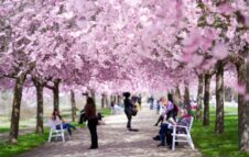 All’ombra dei ciliegi in fiore: fioriture d'incanto e atmosfere magiche alla Reggia di Venaria