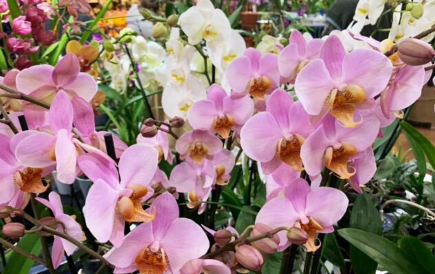 OrchiDay 2026