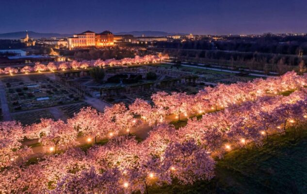 Una sera sotto i ciliegi in fiore Venaria 2026