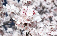 Camminata enogastronomica tra i Ciliegi in Fiore a Pecetto: sapori e natura sulle colline torinesi