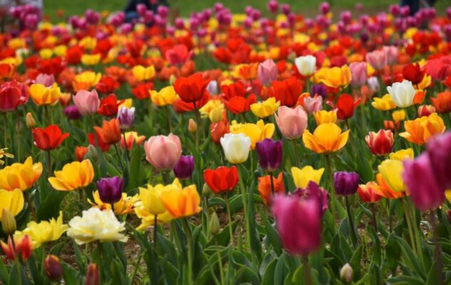 Giardino Rosero Tulipani Torino 2026