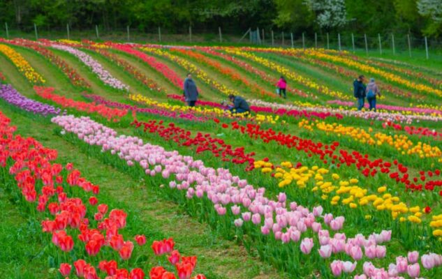 Giardino Rosero Tulipani Torino 2026