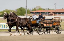 Pasquetta all’Ippodromo di Vinovo: tour in carrozze d'epoca, visite alle scuderie, pony e gare