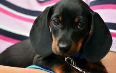 La "carica dei bassotti" invade Torino: torna in città la Sausage Walk Italia