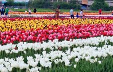 Torna "Tulipani Italiani", il grande campo con 350.000 fiori alle porte di Torino