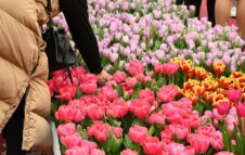 Una distesa di 35.000 tulipani colorati a Torino Outlet Village per festeggiare la primavera