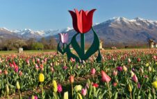 Il "Villaggio dei Tulipani" riapre in provincia di Torino con 250.000 fiori colorati