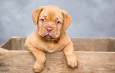 “L’Arca di Noè in Tour” fa tappa all'Area 12 di Torino: due giorni dedicati al benessere animale