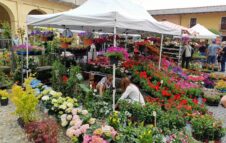 Cavour in Fiore 2026: un weekend di fiori, piante e tradizioni ai piedi della Rocca