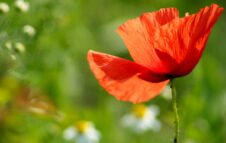 Festa della Liberazione 2026 a Torino: gli eventi in programma il 25 Aprile