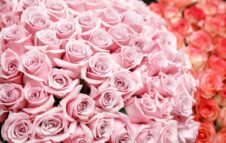 Festa delle Rose 2026: migliaia di fiori, profumi e bontà enogastronomiche