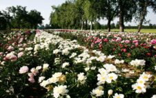 Peonie in Fiore 2026 a Carmagnola: la spettacolare fioritura di oltre 4 mila piante