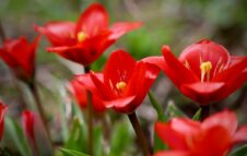 Tre Giorni per il Giardino: fiori, piante e attività al Castello di Masino