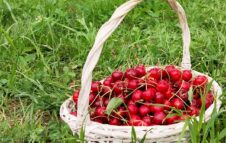Primavera al Giardino di Rosero: ciliegie, fioriture e aperitivi a sulla collina di Torino