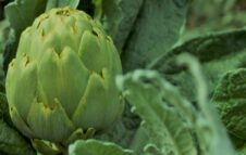 Sagra dl’Articiòch 2026: due giorni tra sapori del territorio, mercatini e visite al Castello