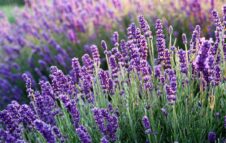 Fioritura della Lavanda 2026 a Sale San Giovanni: percorsi, eventi e informazioni utili
