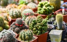 Botanical Groove a Torino: torna il mercato delle piante in riva al Po
