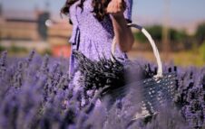 Aperitivo nei Campi di Lavanda a Rivoli: un weekend tra profumi, sapori e colori