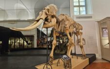 Ingresso Gratuito al Museo di Scienze Naturali di Torino ad Agosto: info e prenotazioni